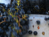 Falling grapes  Windsor Oaks Vineyards & Winery 2013