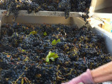 Grapes ready for harvest  Windsor Oaks Vineyards & Winery 2013