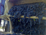 Grapes ready for harvest  Windsor Oaks Vineyards & Winery 2013
