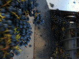 Processing grapes  Windsor Oaks Vineyards & Winery 2013