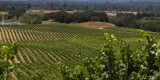 Harvest at Windsor Oaks Vineyards Winery 2013