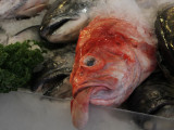 When you think you are having a bad day...think of this poor guy! Renee's Journey IFBC Seattle, WA