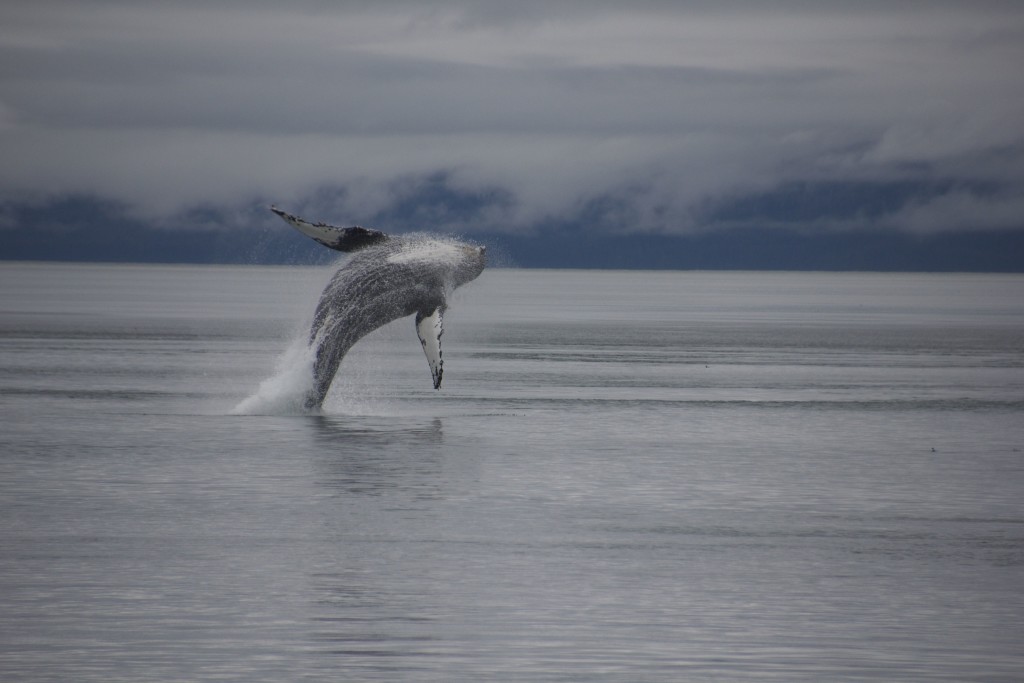 Humpback Whale Journey to Alaska